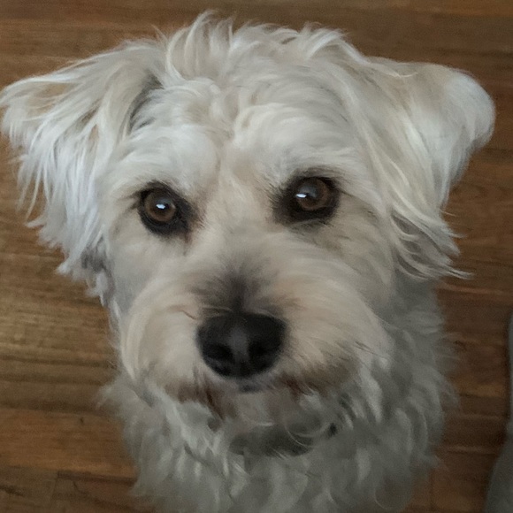 Meet your Posher, Monica - Picture 1 of 1